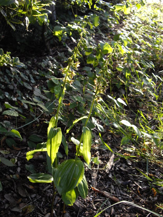 Epipactis helleborine